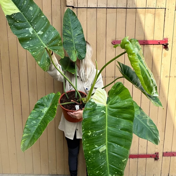 Philodendron 'Jose Buono'