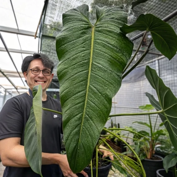 Philodendron dolichogynium