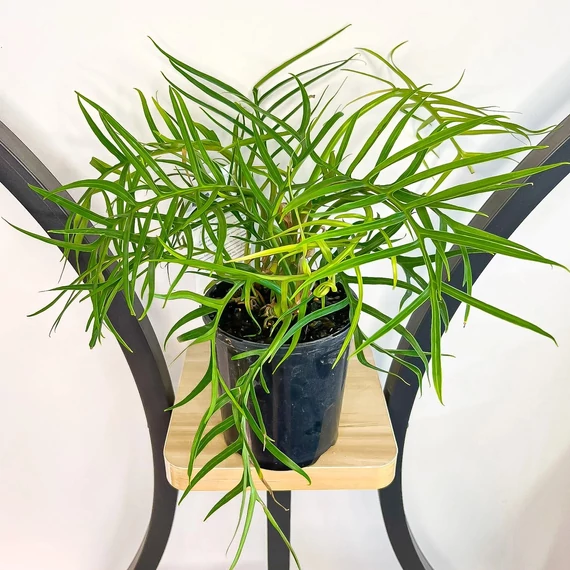 Philodendron elegans, 3 nagy növény egy cserépben