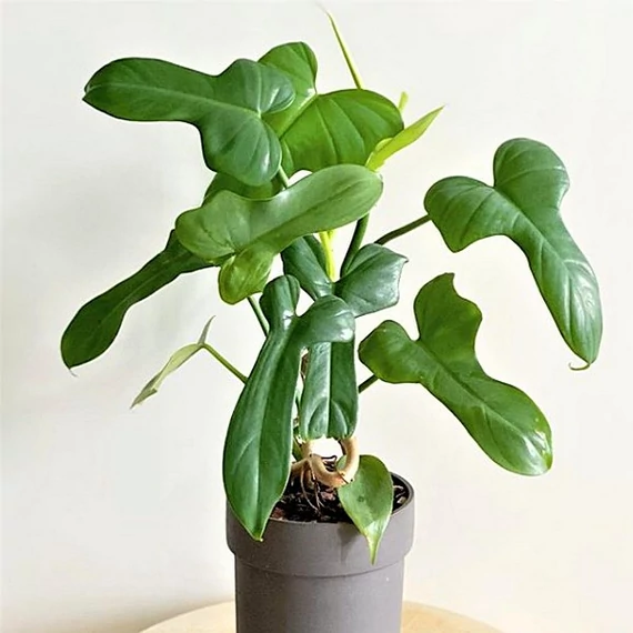 Philodendron panduriforme