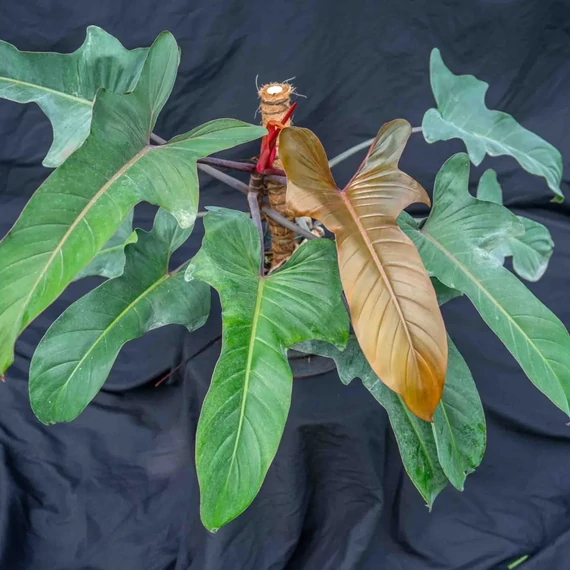 Philodendron 'Florida Bronze'