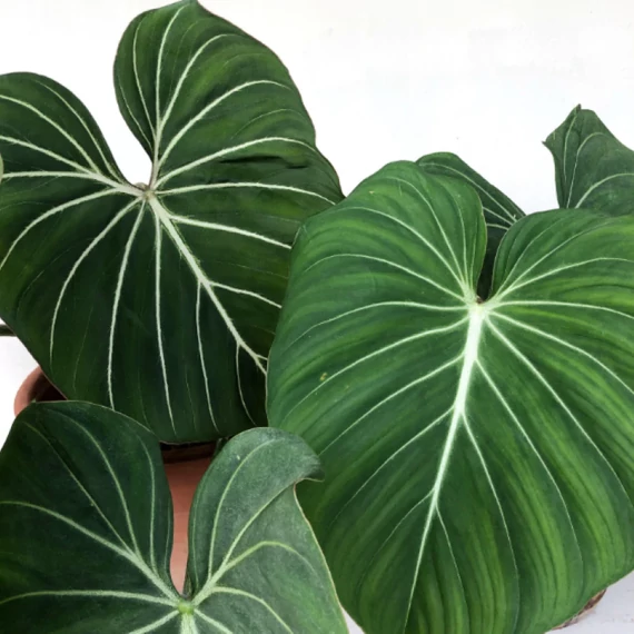 Philodendron gloriosum 'Dark Form'