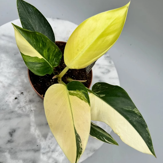 Philodendron 'Green Congo Hybrid Variegata'