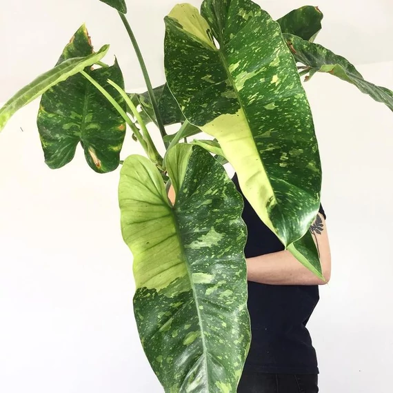 Philodendron imbe 'Variegata'