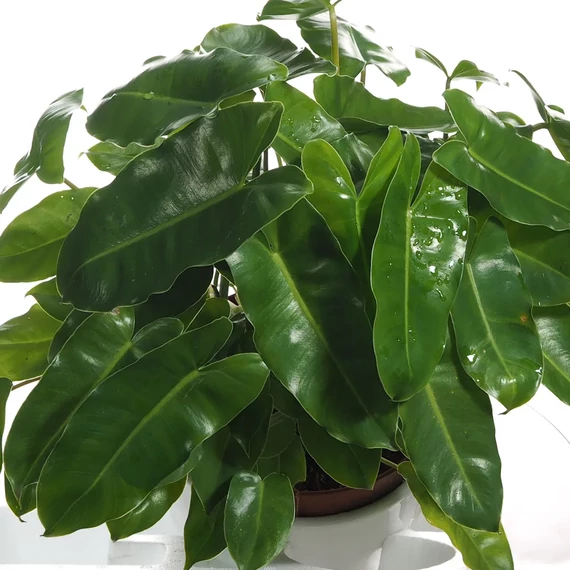 Philodendron burle marx