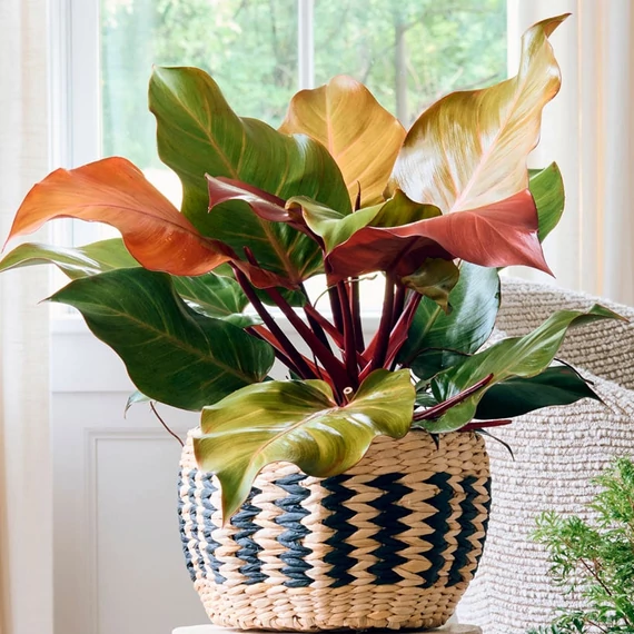 Philodendron 'McColley's Finale'