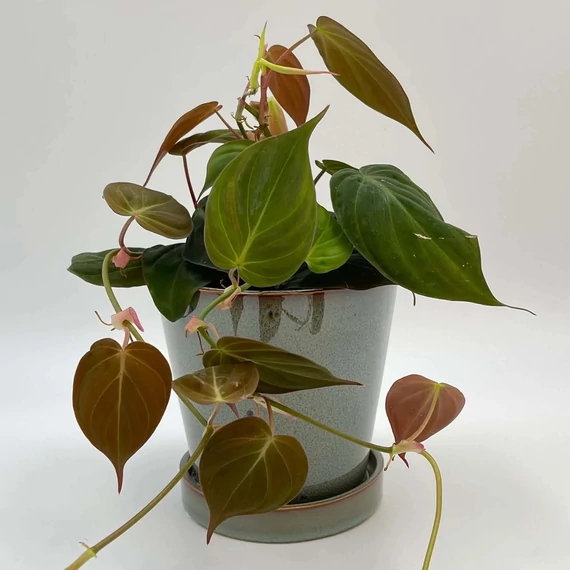 Philodendron scandens micans