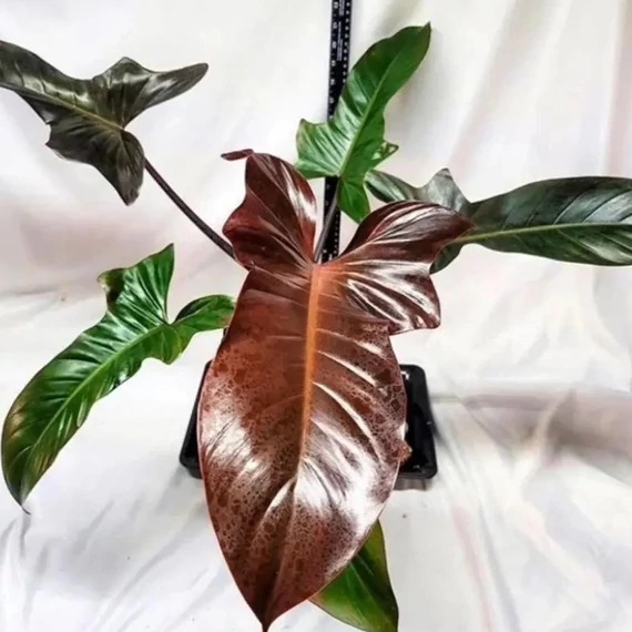 Philodendron 'Florida Bronze'