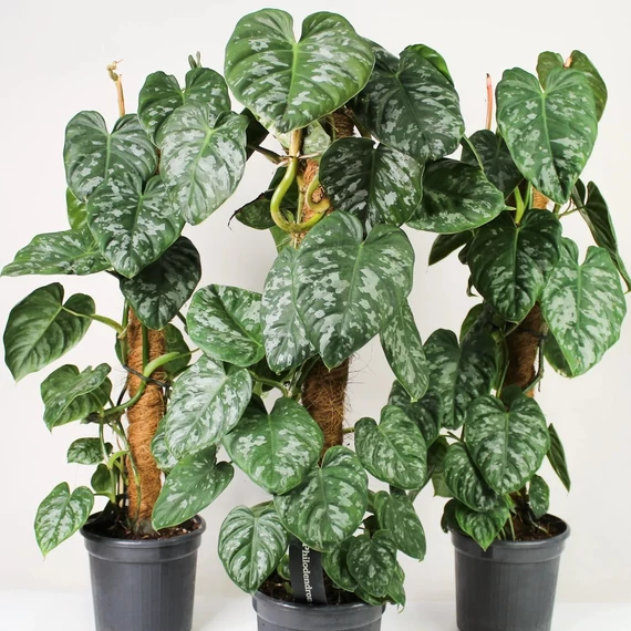 Philodendron brandtianum 'Silver' vágott dugvány levél nélkül