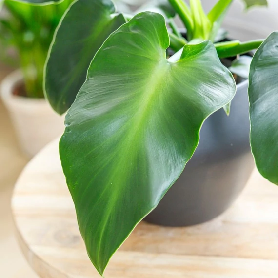 Philodendron rugosum aberrant levél nélküli vágott dugvány