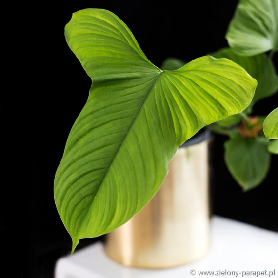 Philodendron fibraecataphyllum levél nélküli vágott dugvány