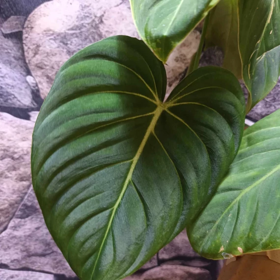 Philodendron 'Glorious'