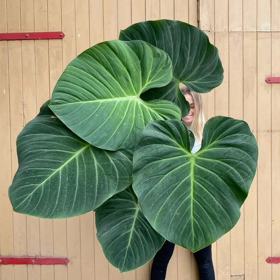 Philodendron Rubrijuvenile Choco Red, egy leveles növény