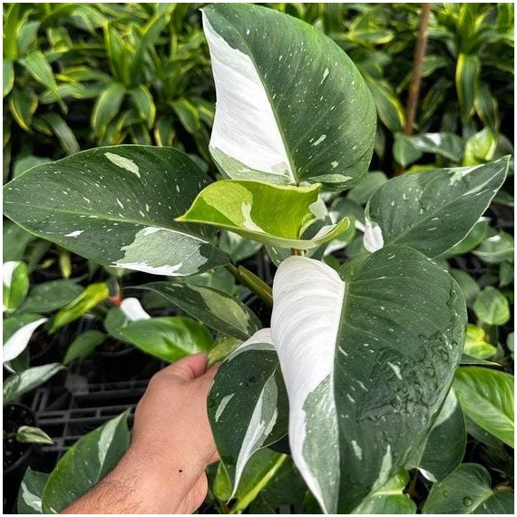 Philodendron 'White Princess'