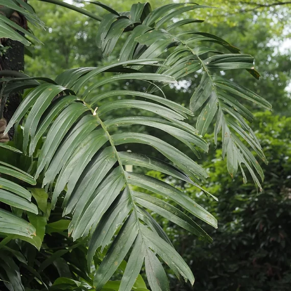 Rhaphidophora decursiva