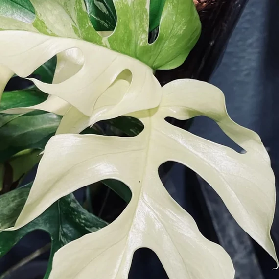 Rhaphidophora tetrasperma 'Variegata'
