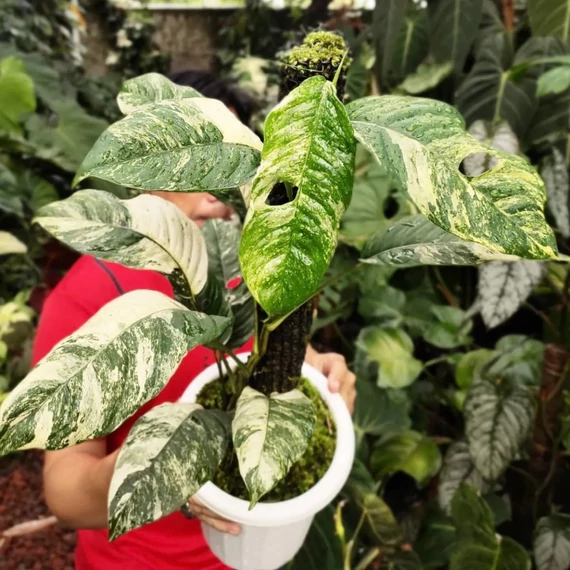 Rhaphidophora puberula 'Variegata'