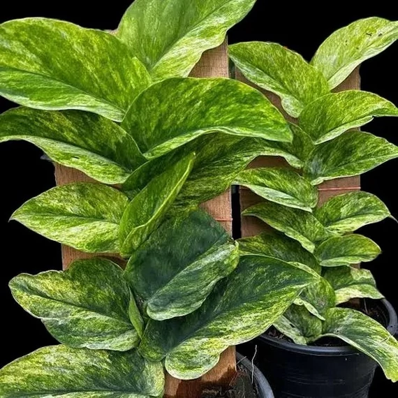 Rhaphidophora korthalsii 'Variegata'