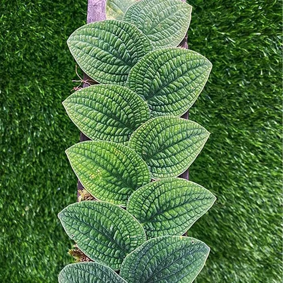 Rhaphidophora tenuis silver