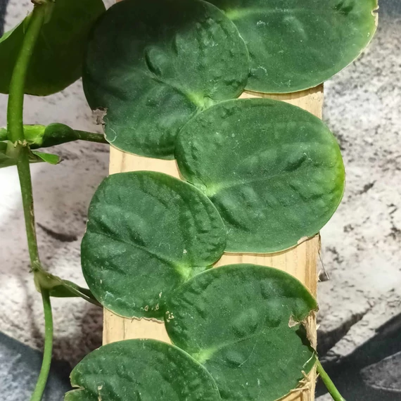 Rhaphidophora tenuis levél nélküli vágott dugvány