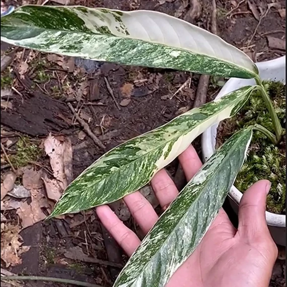 Rhaphidophora megasperma 'Variegata'