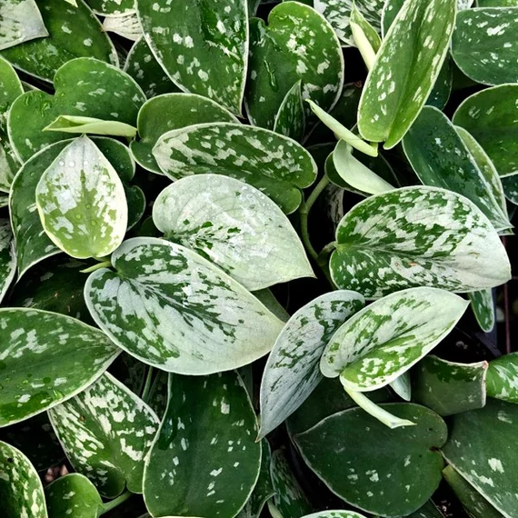 Scindapsus Silvery Ann