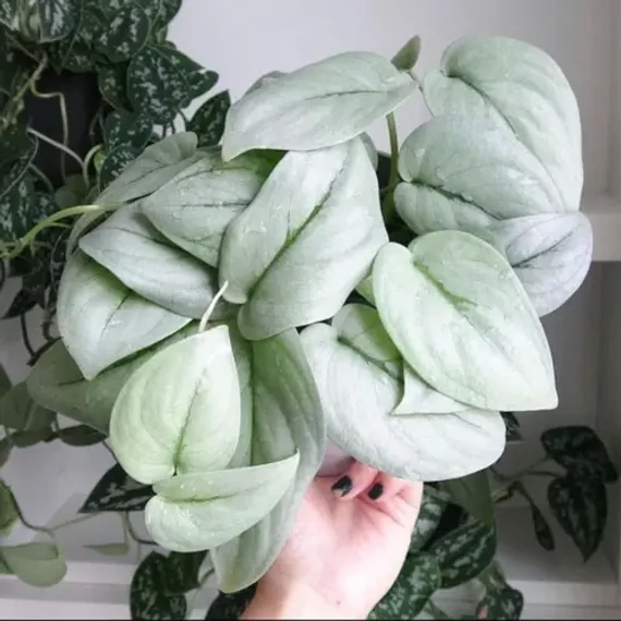 Scindapsus 'Silver Hero'  két növény/cserép