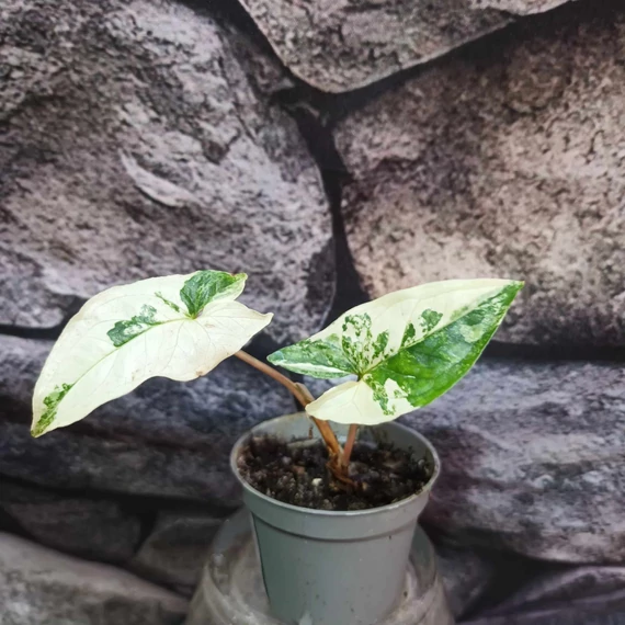 Syngonium podophyllum Albo Variegata