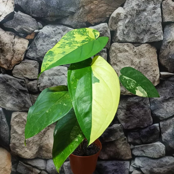 Syngonium chiapense variegata