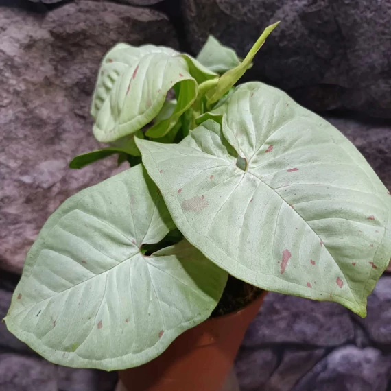 Syngonium 'Milk Confetti'