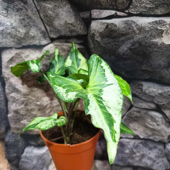 Syngonium 'Three Kings'