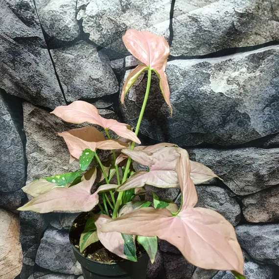 Syngonium 'Red Spot Tricolor'