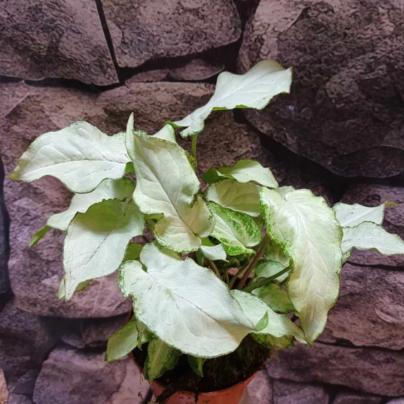 Syngonium 'Mouse Ears'