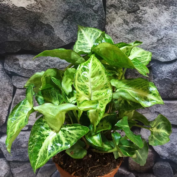 Syngonium Arrow