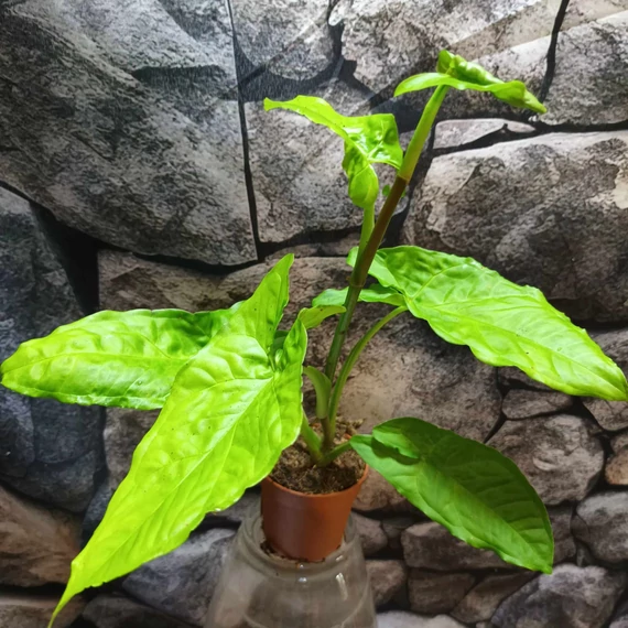 Syngonium steyermarkii