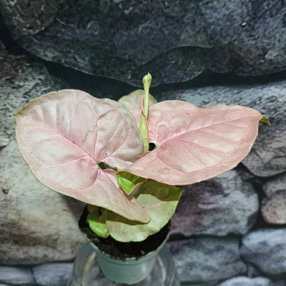 Syngonium 'Neon robusta'