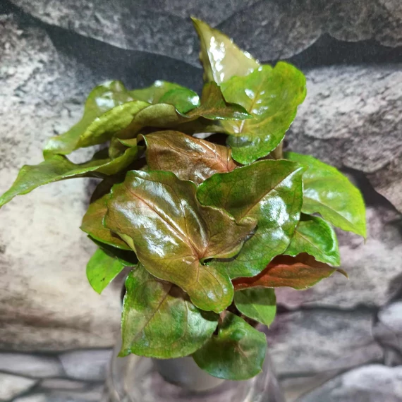 Syngonium 'Maria allusion'