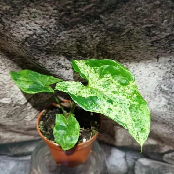 Syngonium 'Mottled Mojito' kicsi
