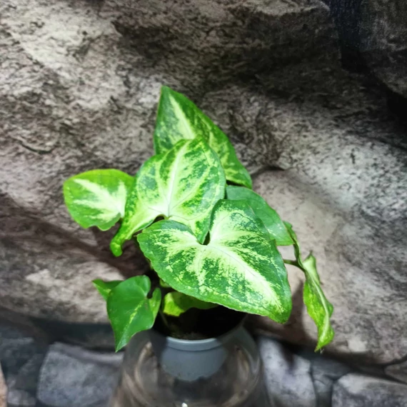 Syngonium podophyllum 'Arrow'