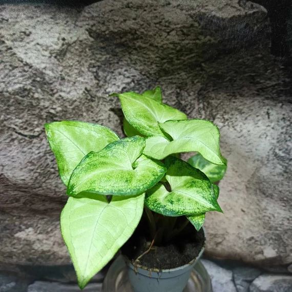 Syngonium 'White Butterfly'