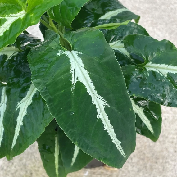 Syngonium wendlandii