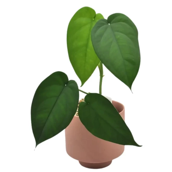 Syngonium Chiapense levél nélküli vágott dugvány