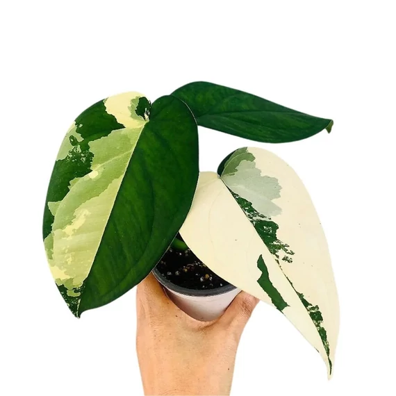 Syngonium chiapense 'Variegata',  levél nélküli vágott dugvány