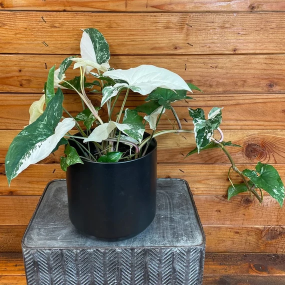 Syngonium podophyllum albo 'Variegata' levél nélküli vágott dugvány