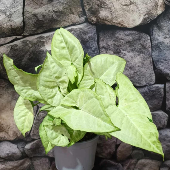 Syngonium 'Hungarian White' levél nélküli vágott dugvány