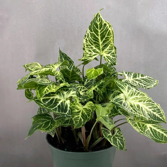 Syngonium podophyllum 'Batik' levél nélküli vágott dugvány