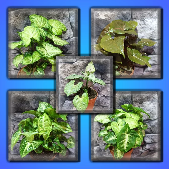 Syngonium csomag #3 (5 féle növény a csomagban, kedvezőbb áron)