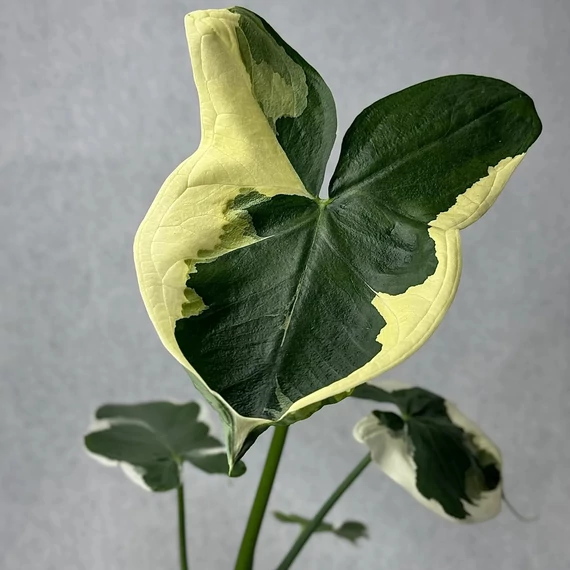 Xanthosoma sagittifolium 'Mickey Mouse'