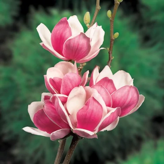 Magnolia 'Satisfaction' – liliomfa