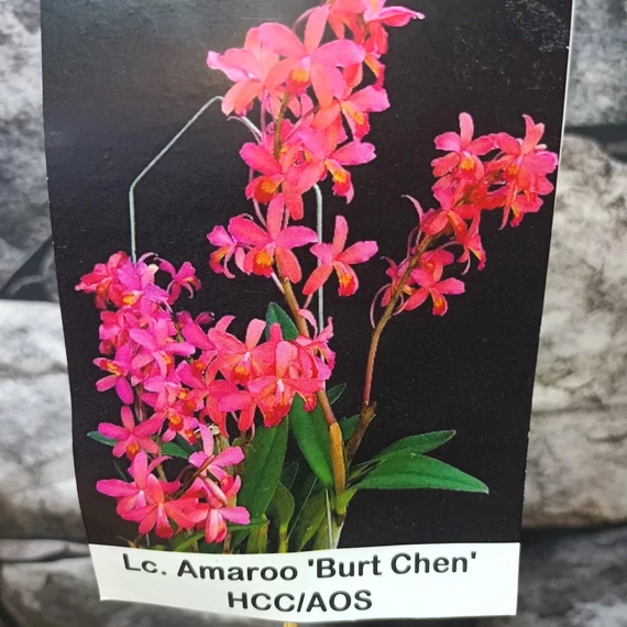 Lc. Amaroo 'Burt Chen'